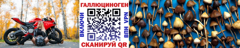 Псилоцибиновые грибы Psilocybe  Севск 